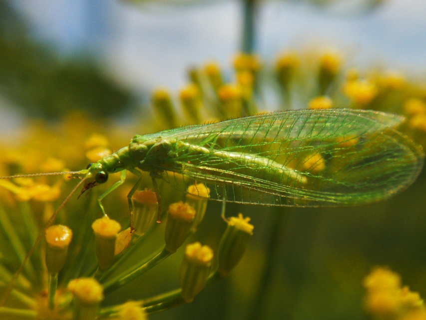 Chrysopidae - zöldfátyolkák