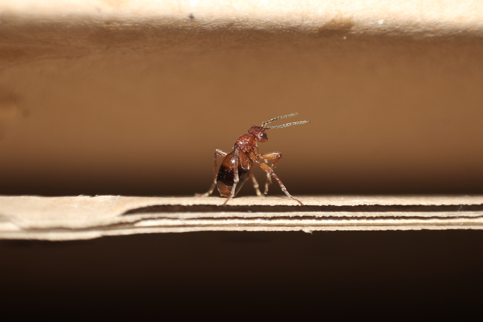 Cynipidae - gubacsdarazsak