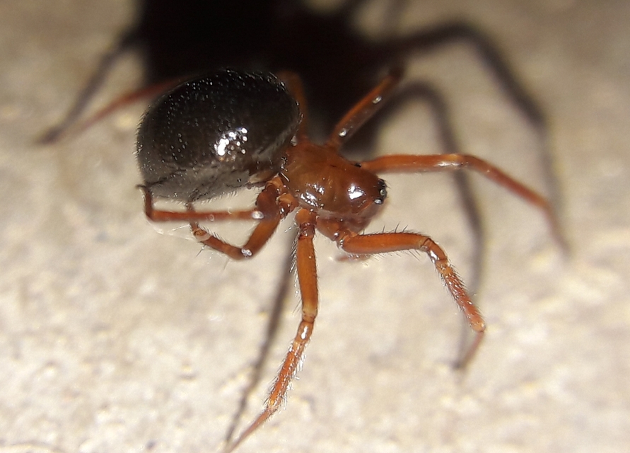 Microneta viaria
