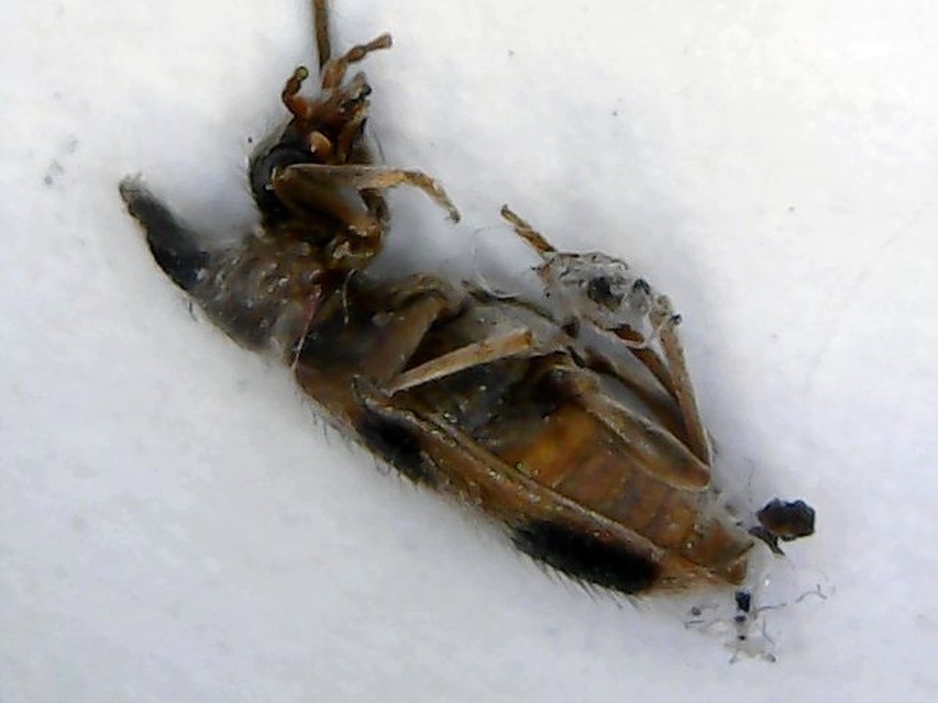 Notoxus monoceros - sárgahasú nyakszarvúbogár