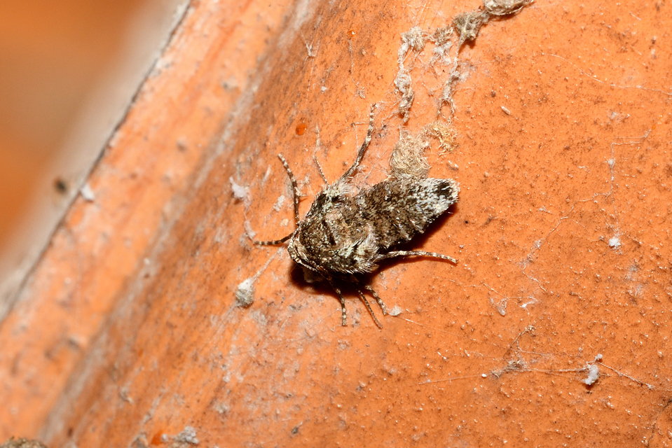 Operophtera brumata - kis téliaraszoló