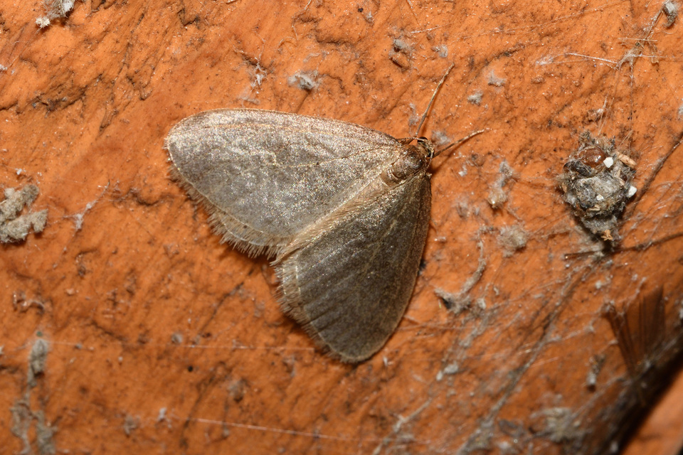 Operophtera brumata - kis téliaraszoló