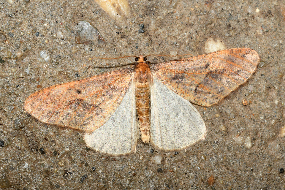 Erannis defoliaria - nagy téliaraszoló