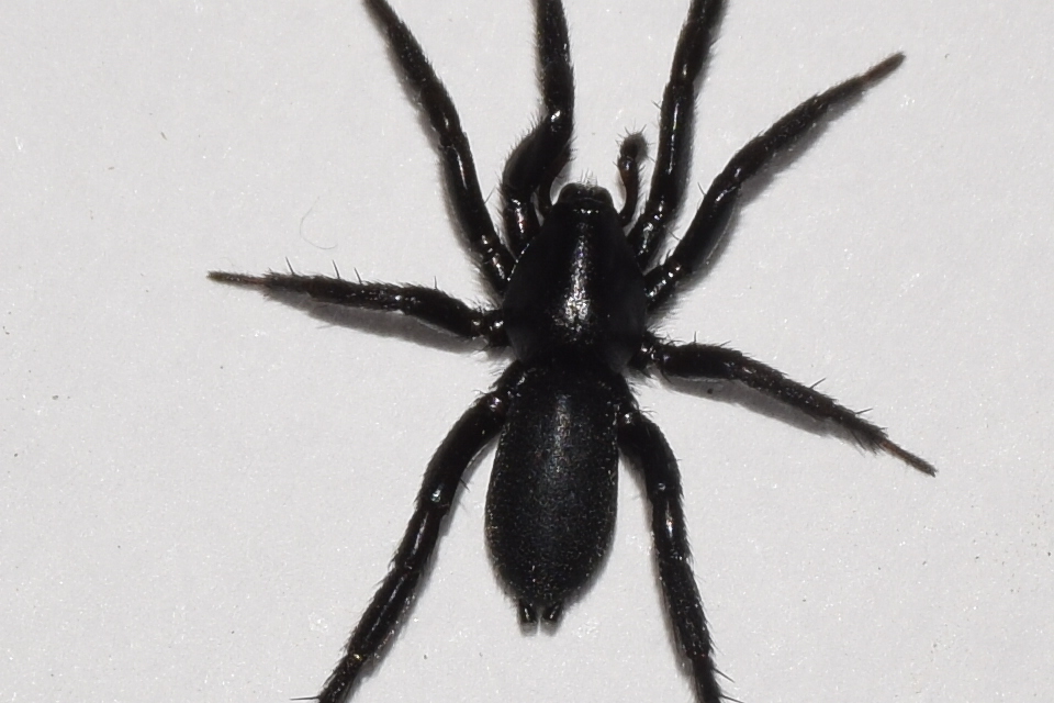 Zelotes petrensis