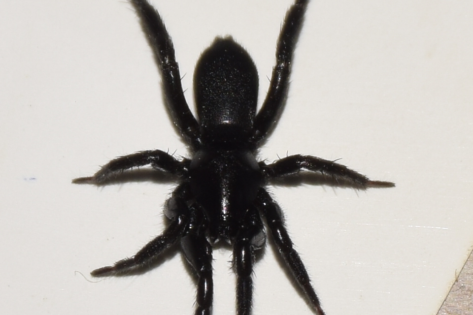 Zelotes petrensis