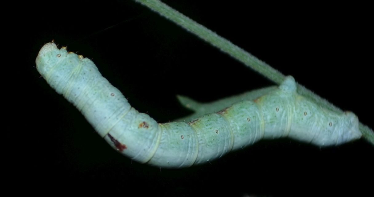 Ascotis selenaria - holdas faaraszoló