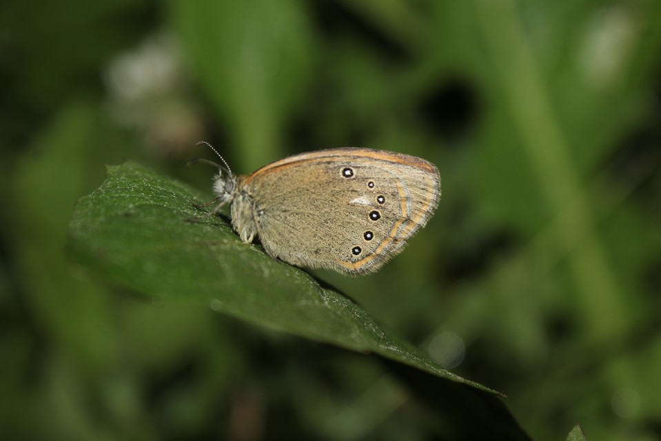 Coenonympha glycerion - közönséges szénalepke