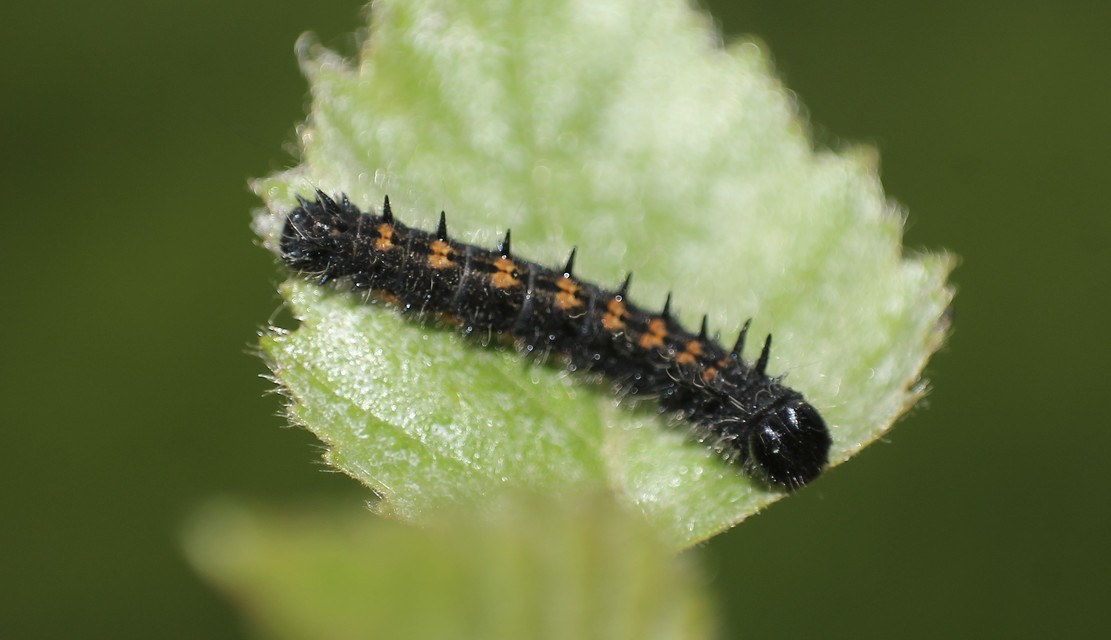 Nymphalis antiopa - gyászlepke