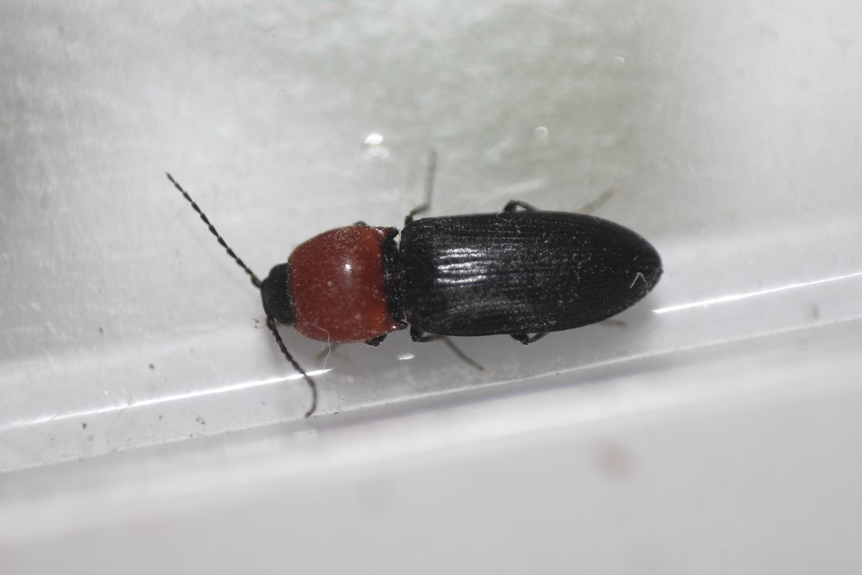 Cardiophorus gramineus - pirosnyakú szívespattanó
