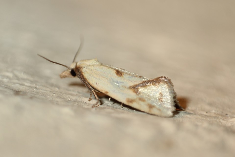 Agapeta hamana - közönséges sárgamoly