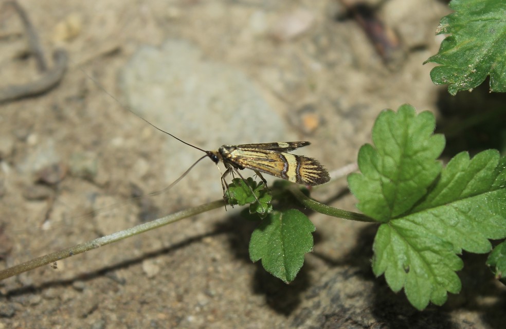 Nemophora degeerella - pompás tőrösmoly