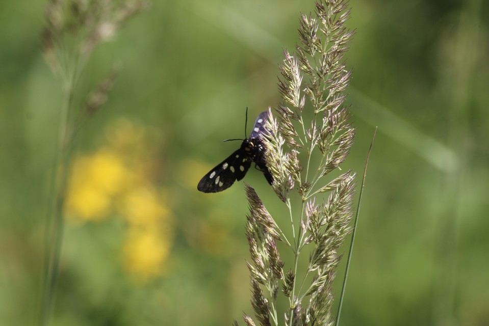Amata phegea - fehérpettyes álcsüngőlepke