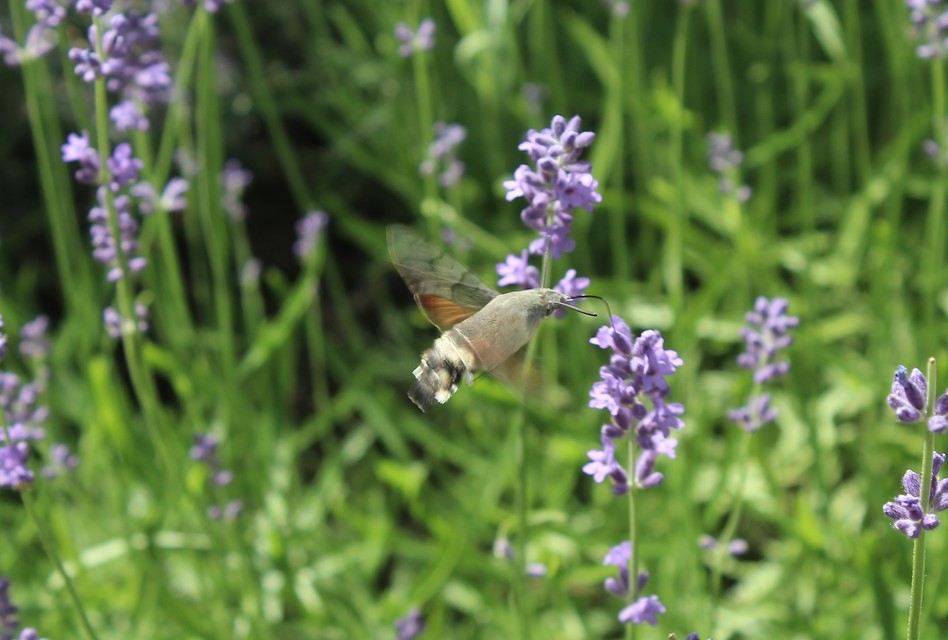 Macroglossum stellatarum - kacsafarkú szender