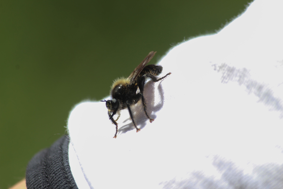 Laphria ephippium