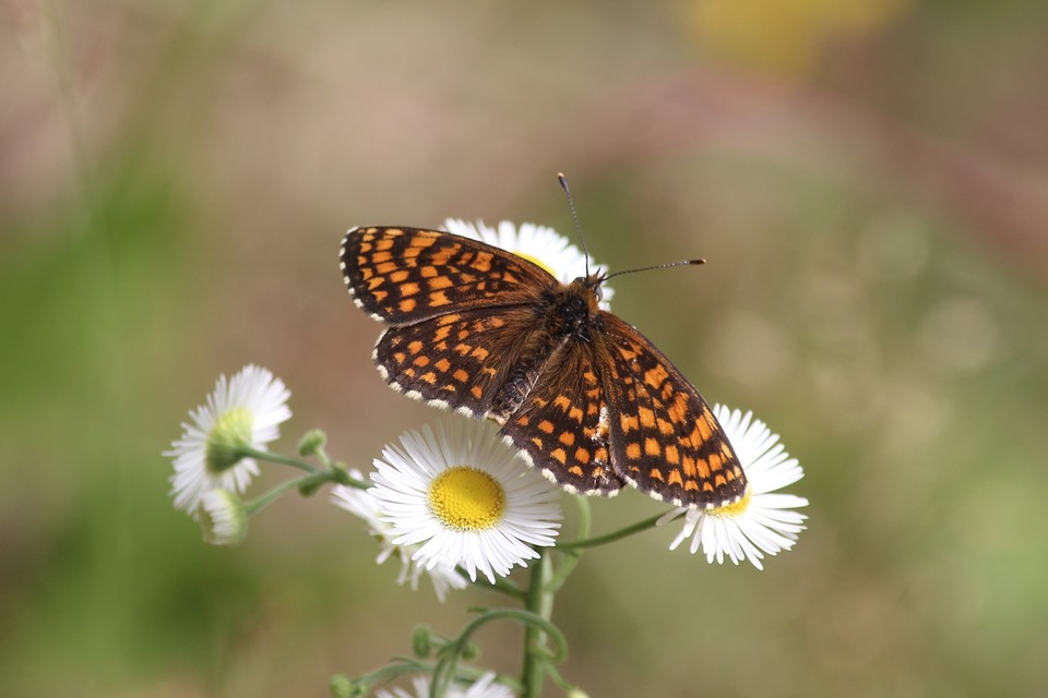 Melitaea athalia - közönséges tarkalepke