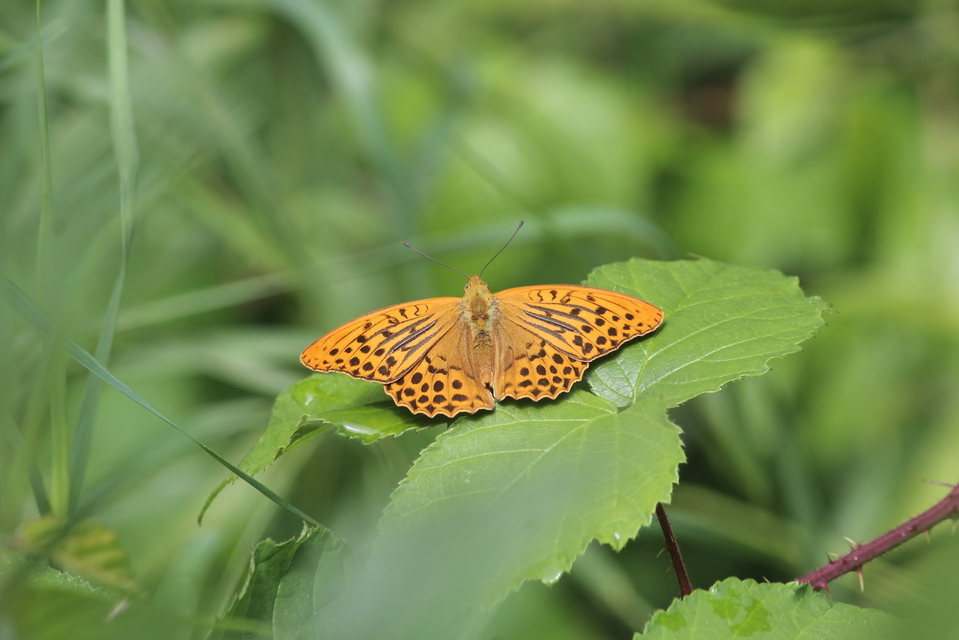 Argynnis paphia - nagy gyöngyházlepke