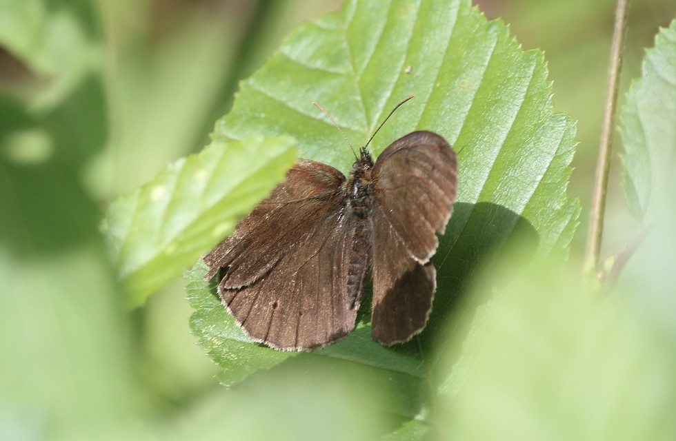 Aphantopus hyperanthus - közönséges ökörszemlepke