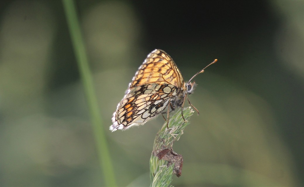 Melitaea athalia - közönséges tarkalepke