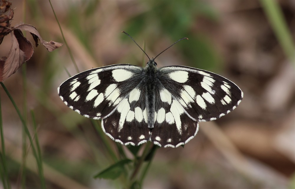 Melanargia galathea - sakktáblalepke
