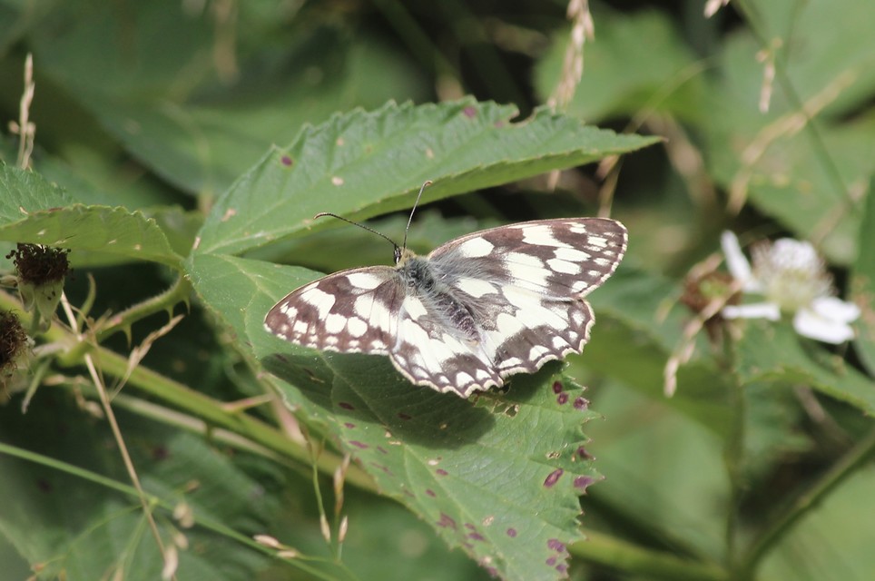 Melanargia galathea - sakktáblalepke
