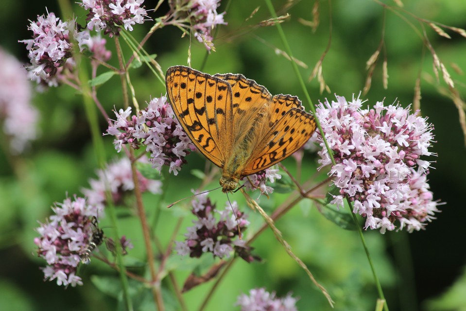 Argynnis adippe - ezüstös gyöngyházlepke