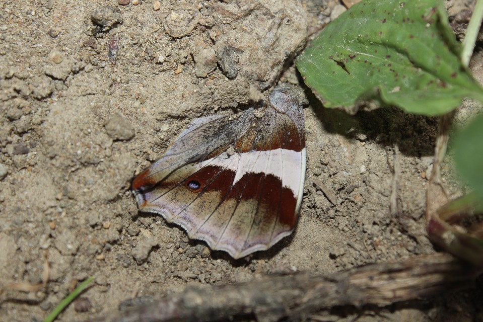 Apatura iris - nagy színjátszólepke