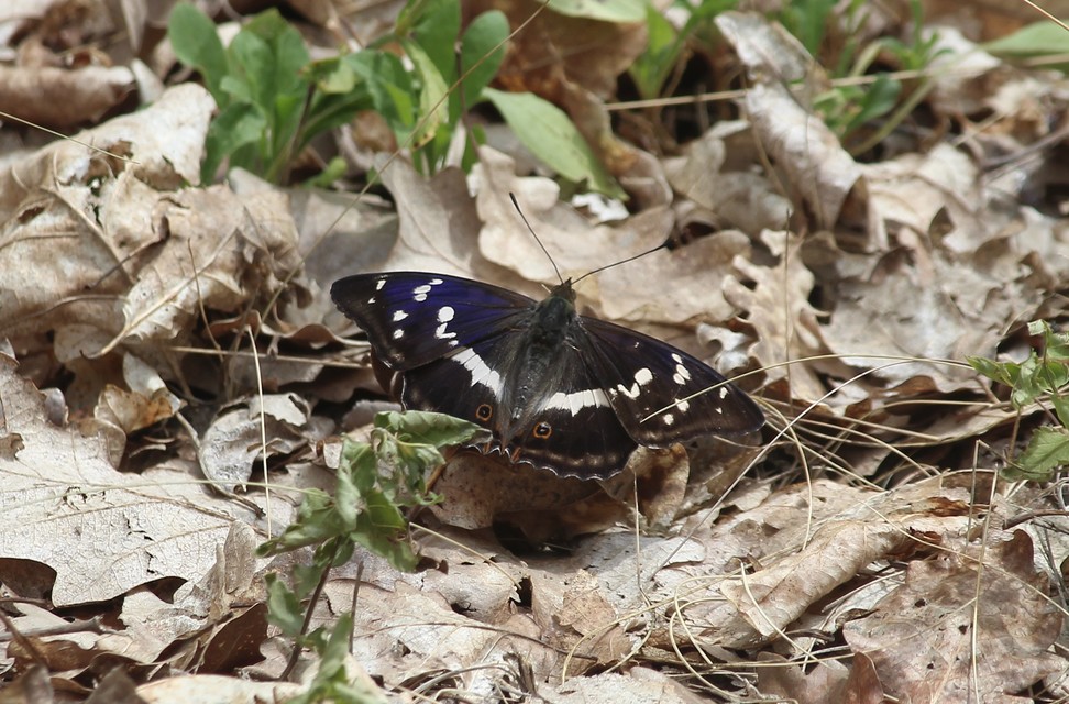 Apatura iris - nagy színjátszólepke