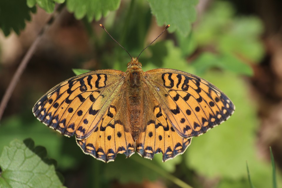 Argynnis aglaja - kerekfoltú gyöngyházlepke