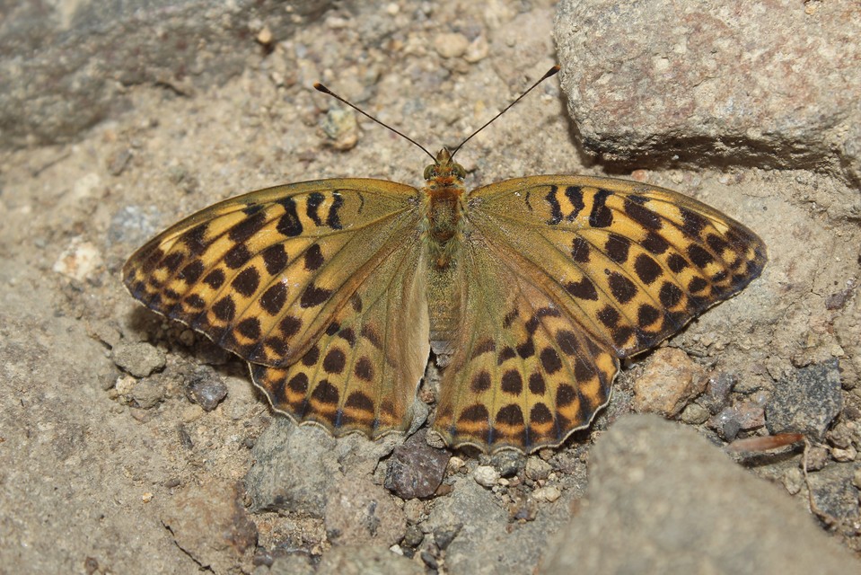 Argynnis paphia - nagy gyöngyházlepke