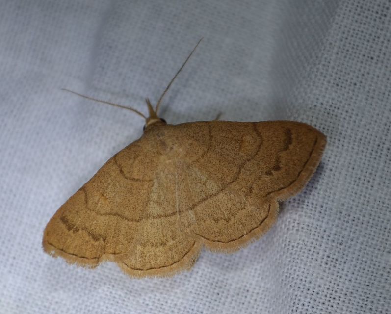 Paracolax tristalis - sárgás karcsúbagoly