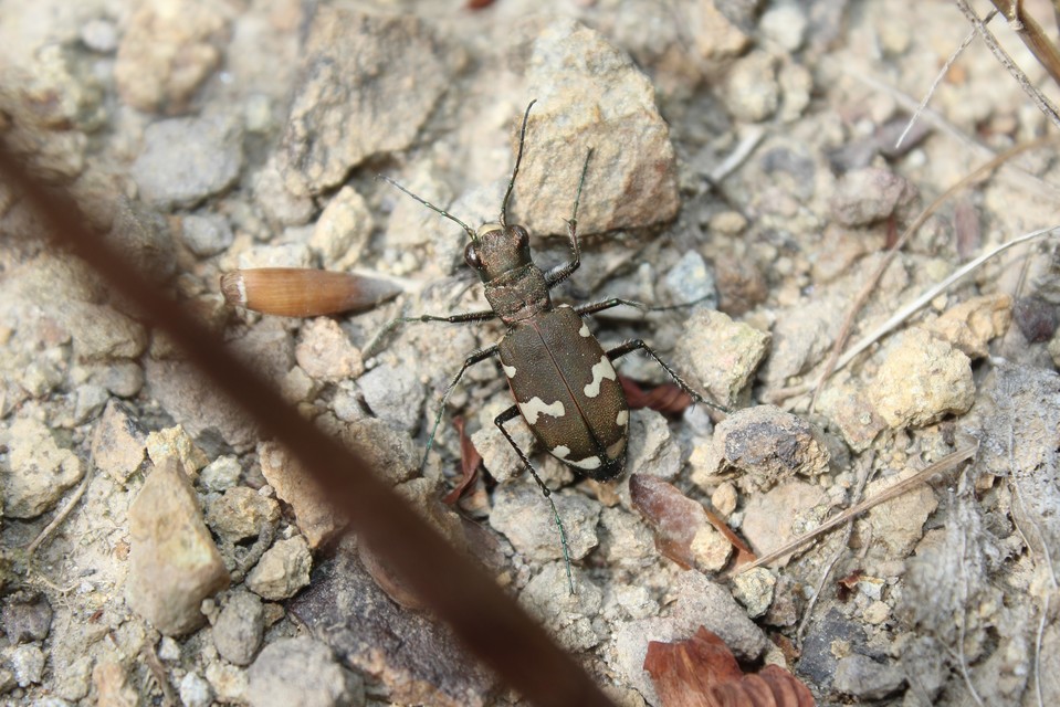 Cicindela sylvicola - erdei homokfutrinka