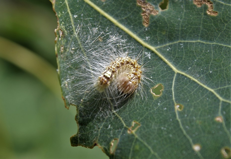 Acronicta megacephala - nagyfejű szigonyosbagoly