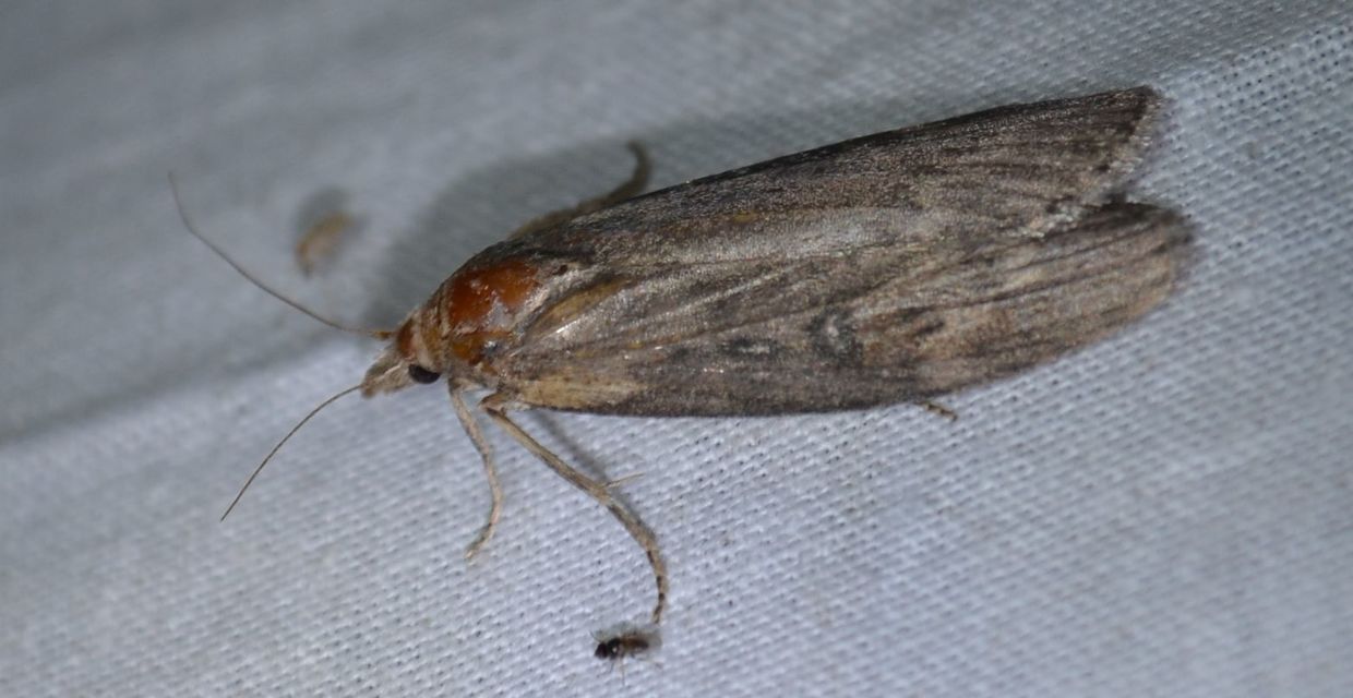 Lamoria