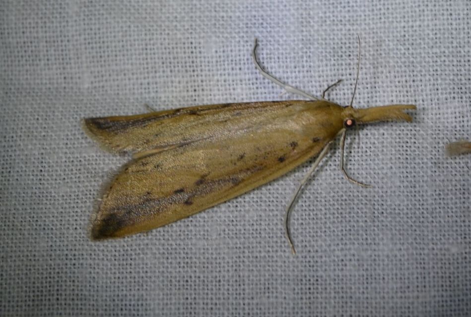 Schoenobius gigantella - óriás nádfúrómoly