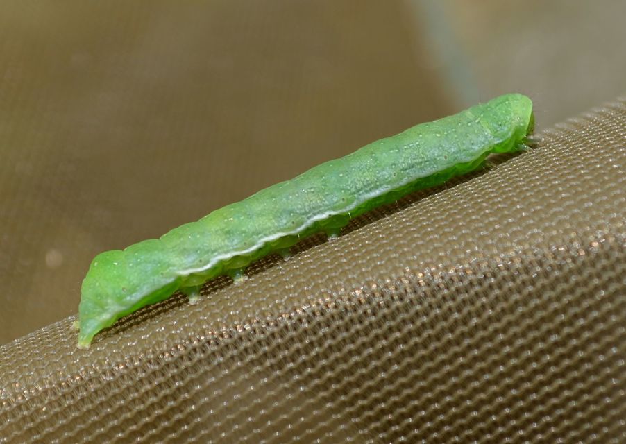 Euplexia lucipara - szeder-csipkésbagoly