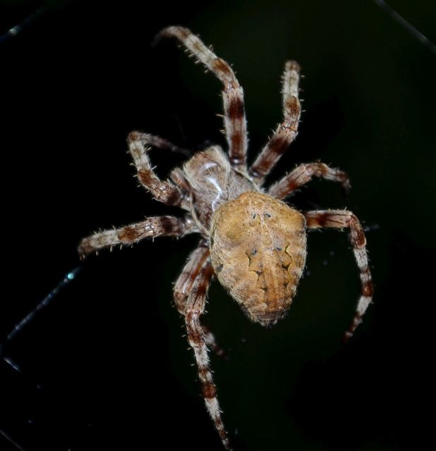 Araneus circe/angulatus