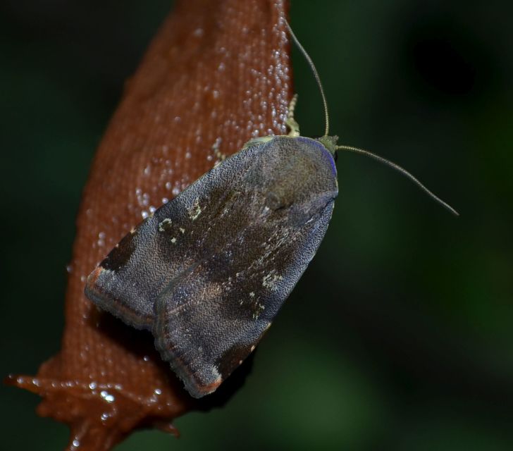 Noctua janthe/janthina
