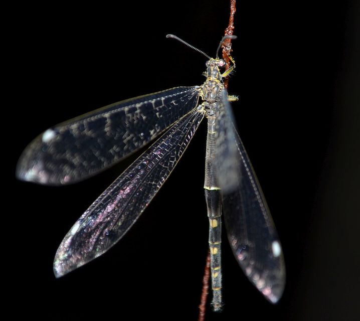 Distoleon tetragrammicus - négyfoltos hangyaleső