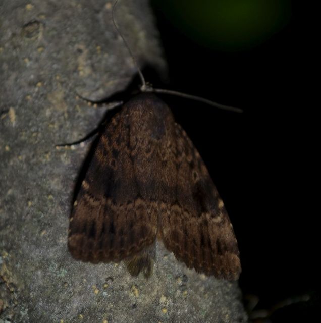 Amphipyra berbera/pyramidea