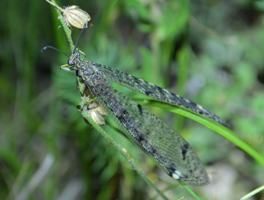 Distoleon tetragrammicus - négyfoltos hangyaleső