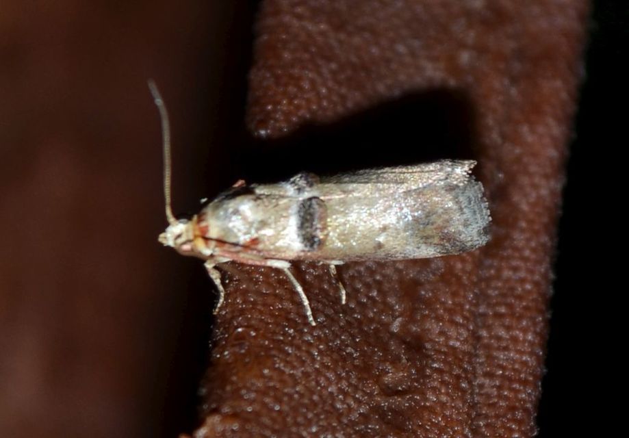 Acrobasis tumidana - bordás karcsúmoly