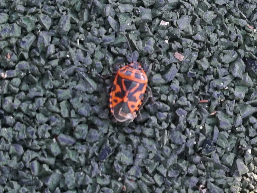 Eurydema ventralis - káposztapoloska