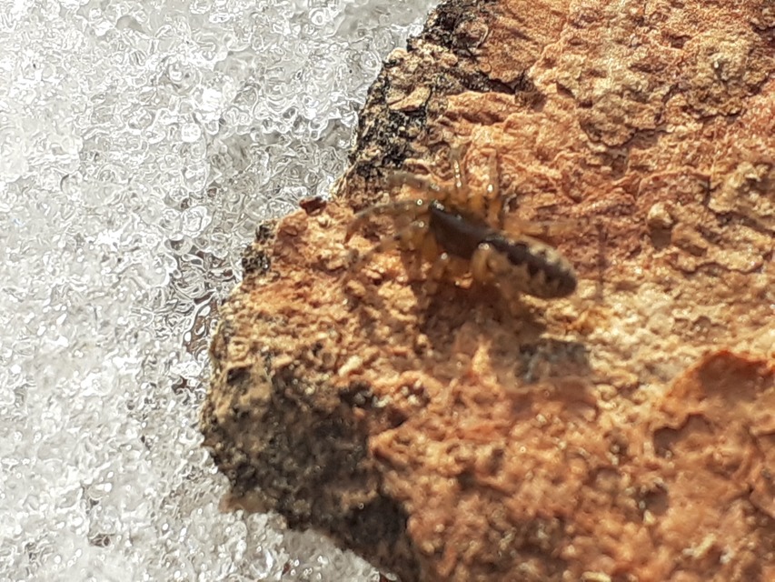 Segestria senoculata - közönséges darócpók