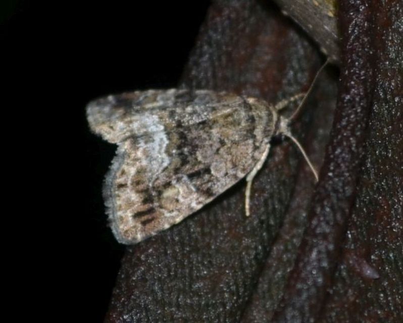 Oligia strigilis/latruncula/versicolor