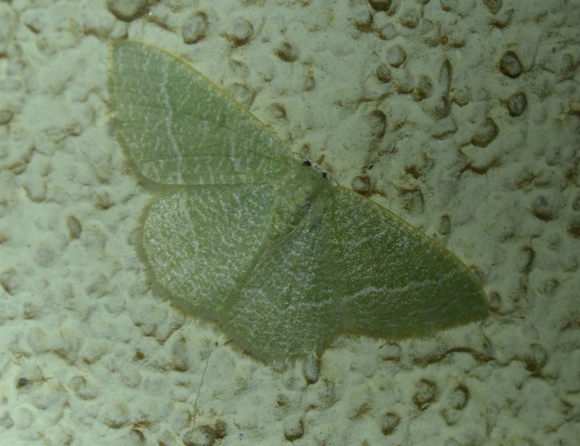 Phaiogramma etruscaria - fehérpettyes zöldaraszoló
