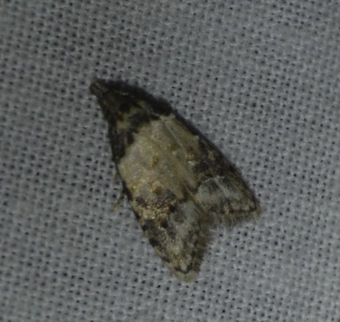 Carposina scirrhosella - közönséges csipkebogyómoly