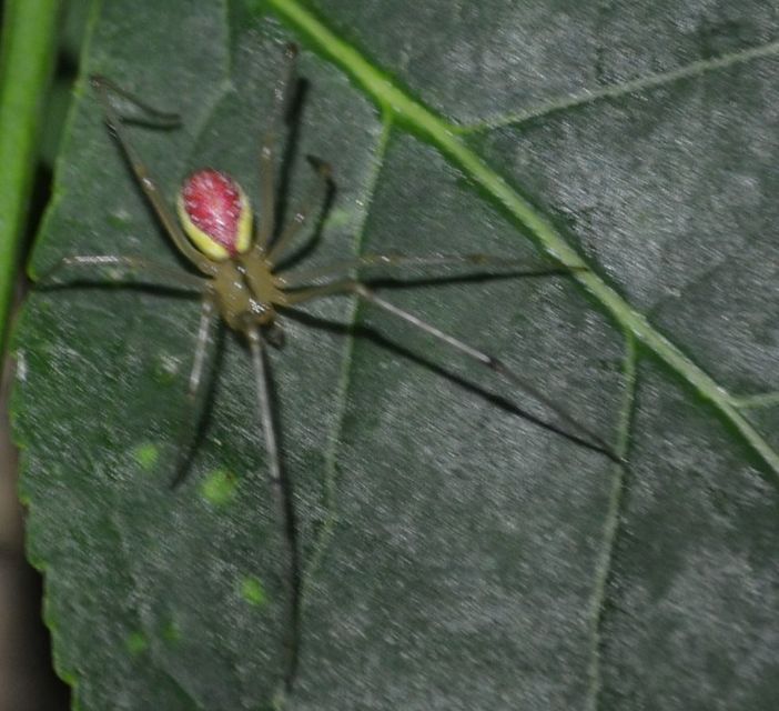 Enoplognatha ovata - vonalas törpepók