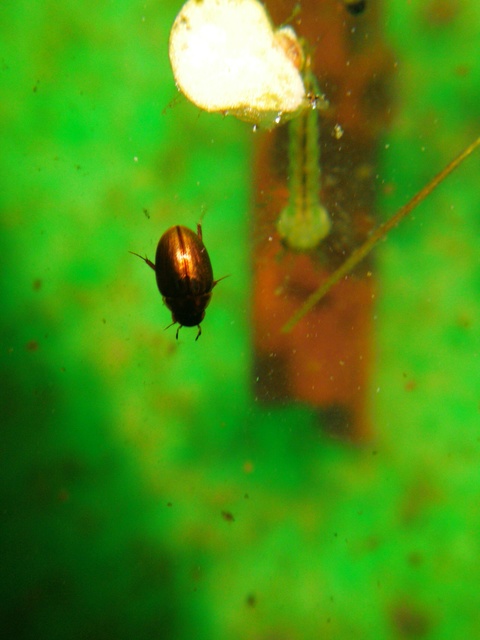 Enochrus affinis - apró fakócsibor