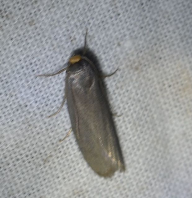 Achroia grisella - kis viaszmoly