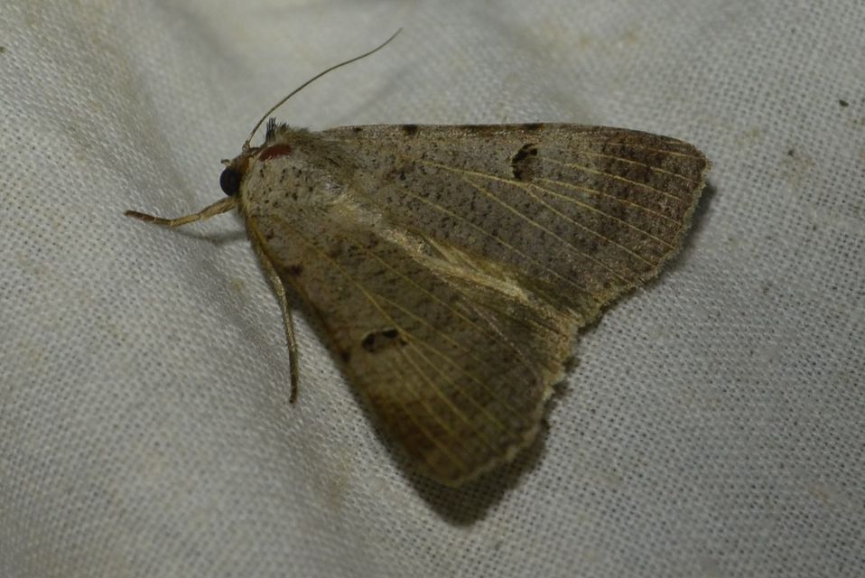 Lygephila craccae - gyakori csüdfűbagoly